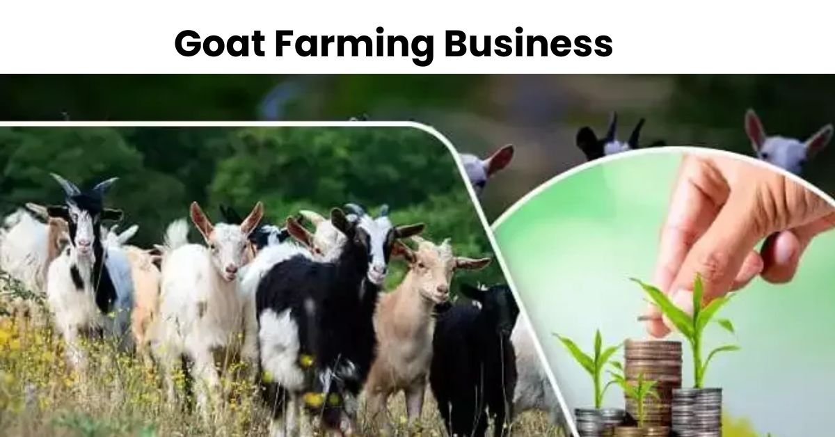 Goat Farming Business
